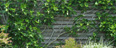 10 edible plants for an informal screen 