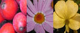 flowergrid