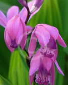 Bletilla striata