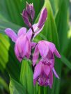 Bletilla striata