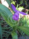 Bletilla striata