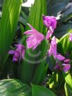 Bletilla striata