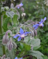 Borago officinalis