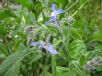 Borago officinalis