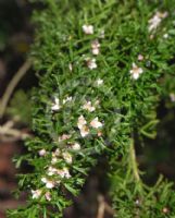 Boronia anemonifolia anemonifolia