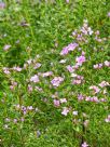 Boronia crenulata