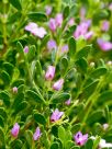 Boronia crenulata