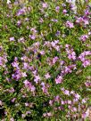 Boronia crenulata