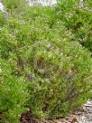 Boronia crenulata