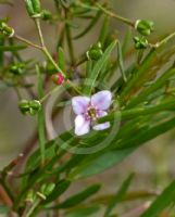 Boronia denticulata