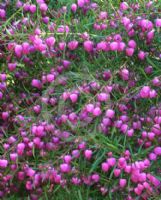 Boronia heterophylla