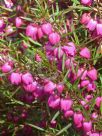 Boronia heterophylla