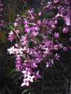 Boronia ledifolia