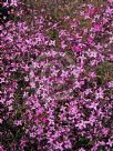 Boronia ledifolia