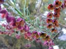 Boronia megastigma