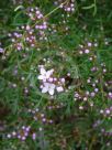 Boronia muelleri