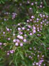 Boronia muelleri