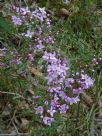 Boronia pinnata