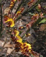 Bossiaea scolopendria