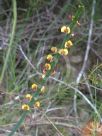 Bossiaea scolopendria