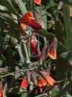 Bossiaea walkeri