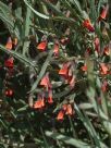 Bossiaea walkeri