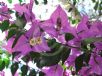 Bougainvillea