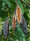 Brachychiton acerifolius