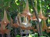 Brugmansia candida Grand Marnier