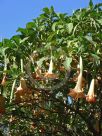 Brugmansia candida Grand Marnier