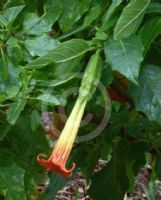 Brugmansia sanguinea