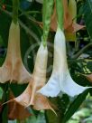 Brugmansia versicolor