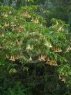 Brugmansia versicolor