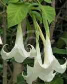 Brugmansia candida