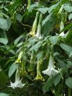 Brugmansia candida