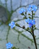 Brunnera macrophylla Jack Frost