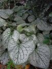 Brunnera macrophylla Jack Frost