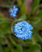 Brunonia australis