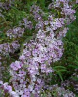 Buddleja alternifolia