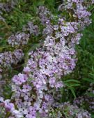 Buddleja alternifolia