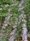 Buddleja alternifolia