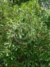 Buddleja colvilei