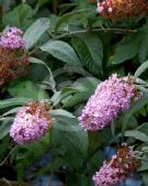 Buddleja davidii