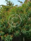 Buddleja globosa