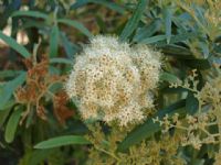 Buddleja saligna