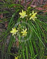 Bulbine bulbosa