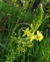 Bulbine frutescens