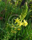 Bulbine frutescens