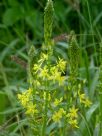 Bulbine frutescens