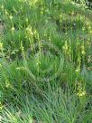 Bulbine frutescens